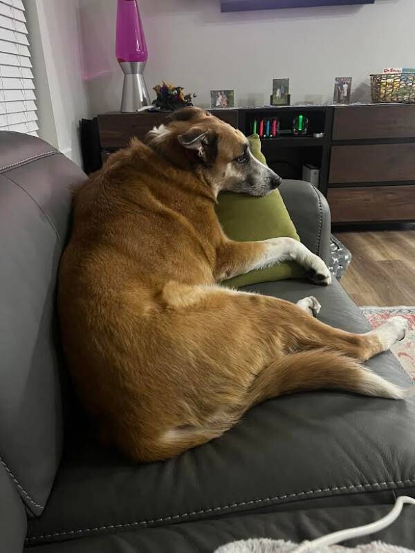 Picture of the Animal Listed